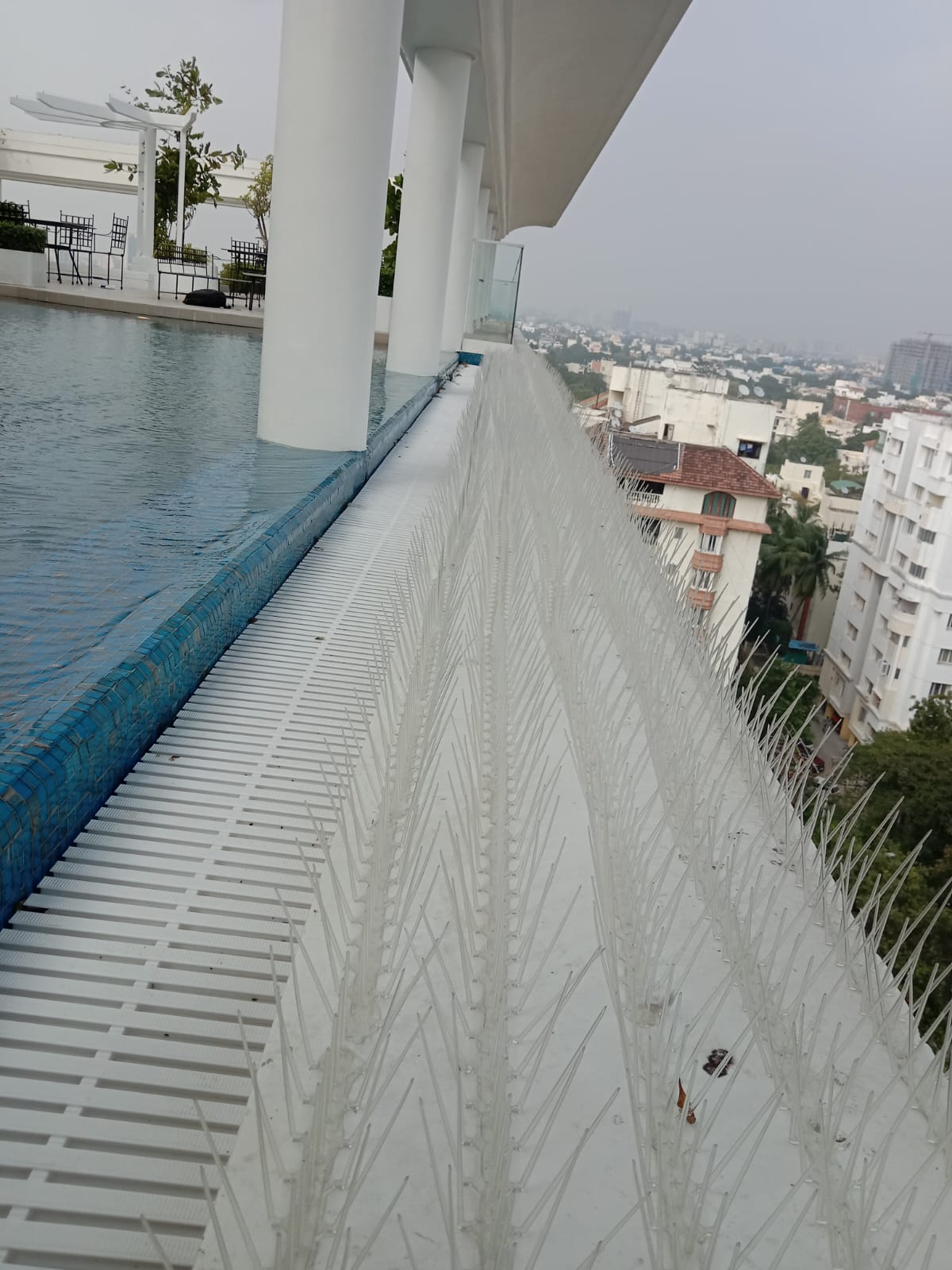 Polycarbonate bird spikes installed on a terrace poolside ledge by YPL Safety Nets — weather resistant bird spikes for terrace
