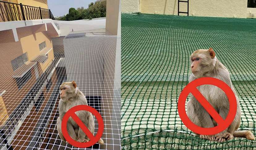 Monkey safety net installed over an exposed area for Monkey safety nets Chennai by YPL Safety Nets Chennai. Monkey safety net installed over an exposed area for Monkey safety nets Chennai by YPL Safety Nets Chennai.